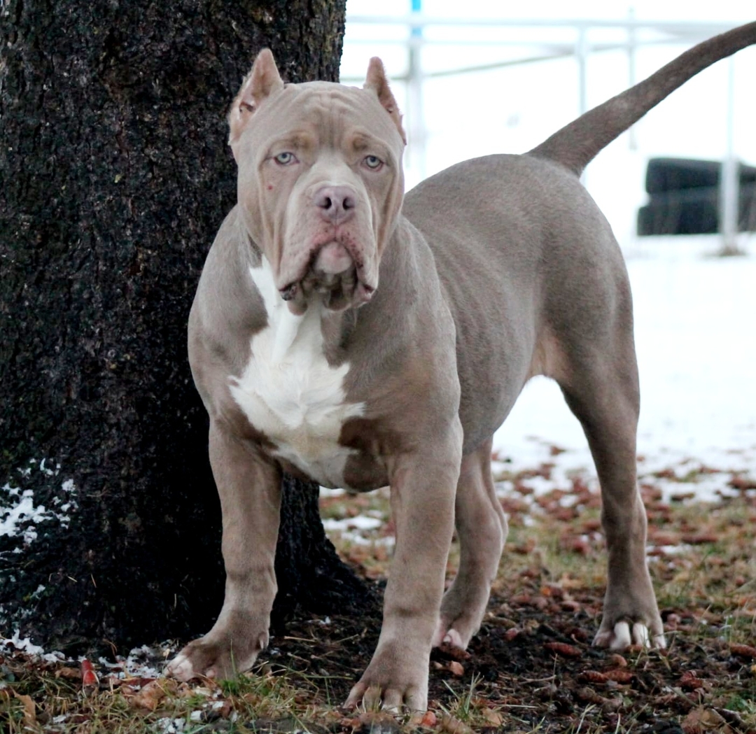 American Bully XL - 7 - 1735600276670_IMG-20241209-WA0153