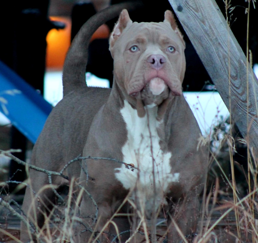 American Bully XL - 5 - 1735600276670_IMG-20241209-WA0213