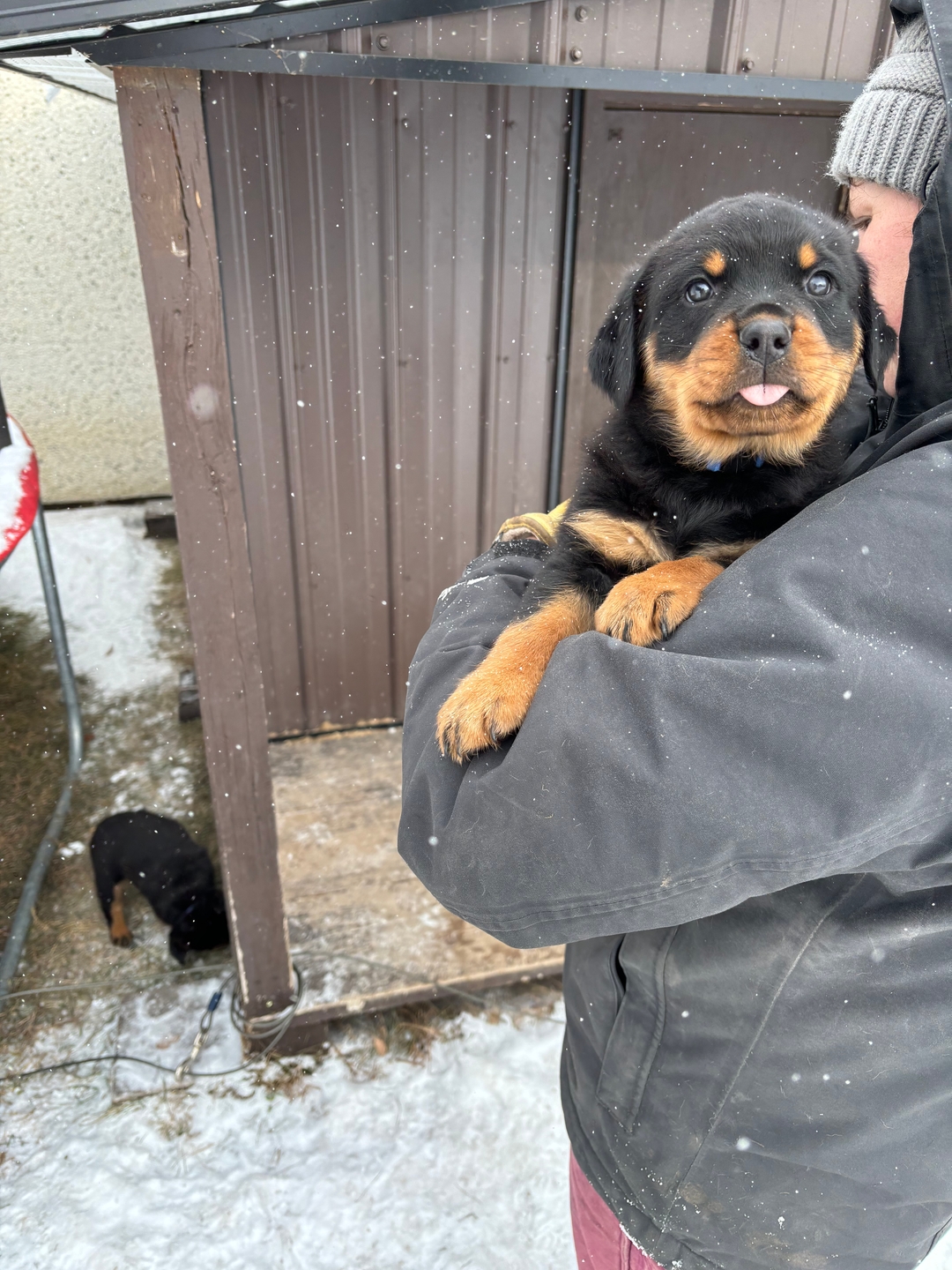 Rottweiler puppies for sale - 2 - 1735771062475_IMG_2241