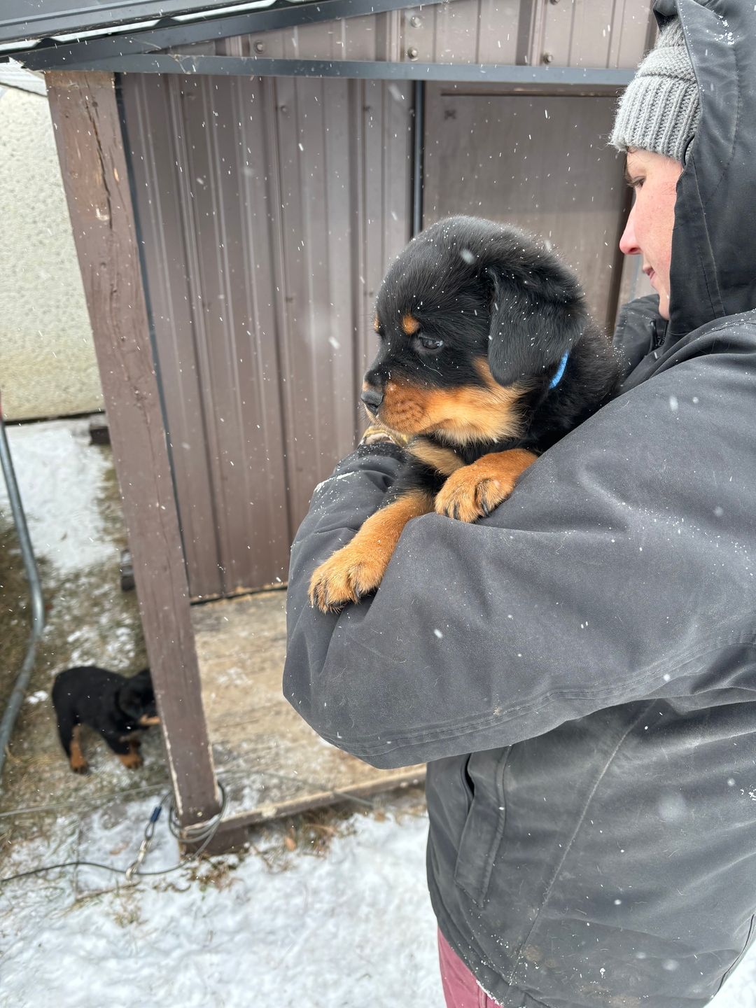 Rottweiler puppies for sale - 1 - 1735771062475_IMG_2242