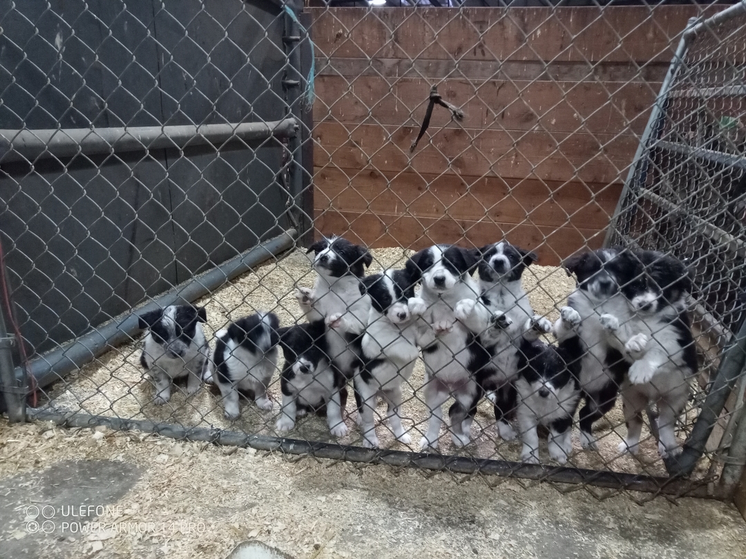 Border Collie puppies  - 1 - 1735926919342_IMG_20250103_102702_054