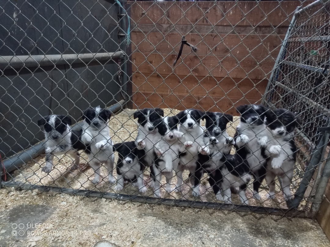 Border Collie puppies  - 2 - 1735926919343_IMG_20250103_102700_101