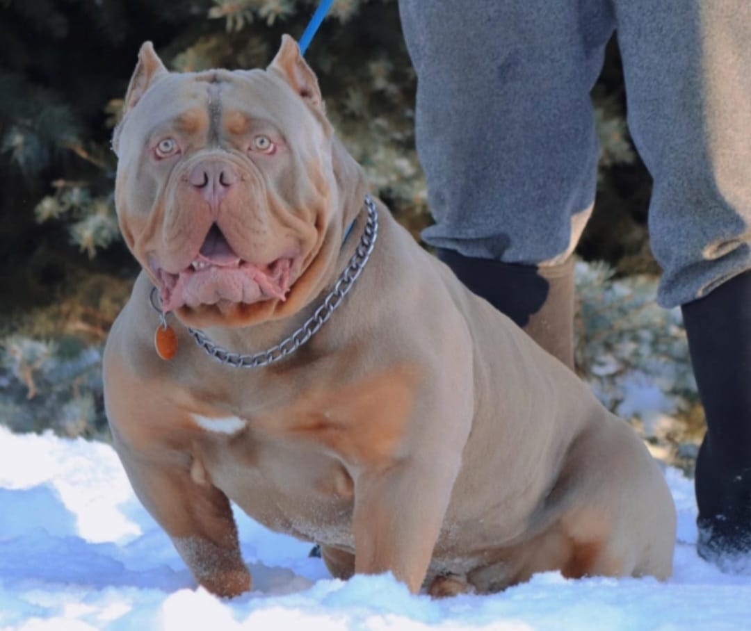 American Bully Male - 5 - 1736453386416_inbound8546886703413339238