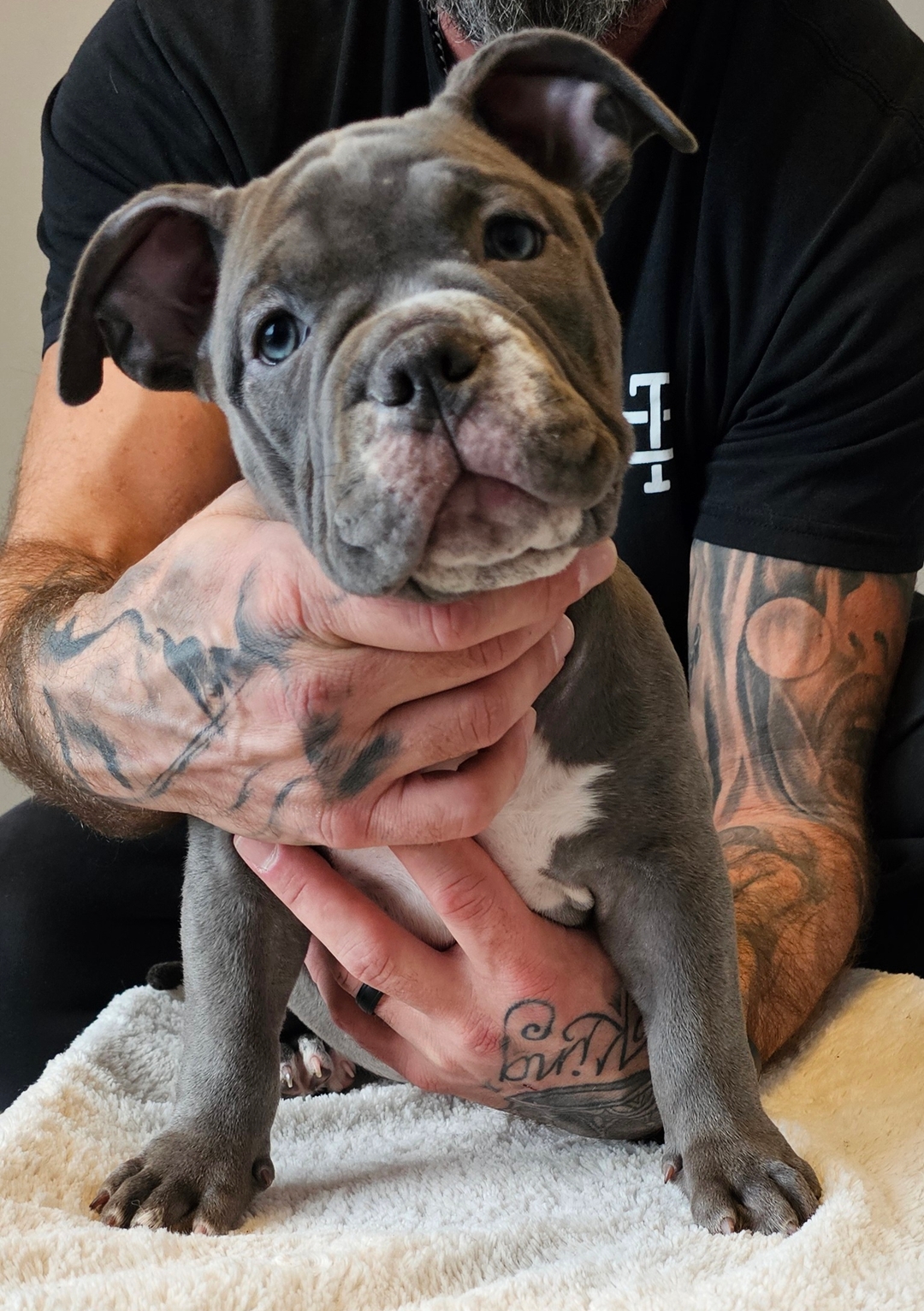 Ukc Registered Pocket Bullies, Only 3 Left!!!! - 7 - 1736468535470_1000011341