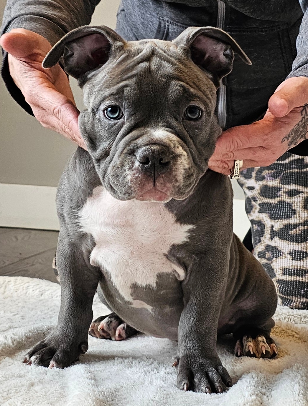 Ukc Registered Pocket Bullies, Only 3 Left!!!! - 8 - 1736468535470_1000011361