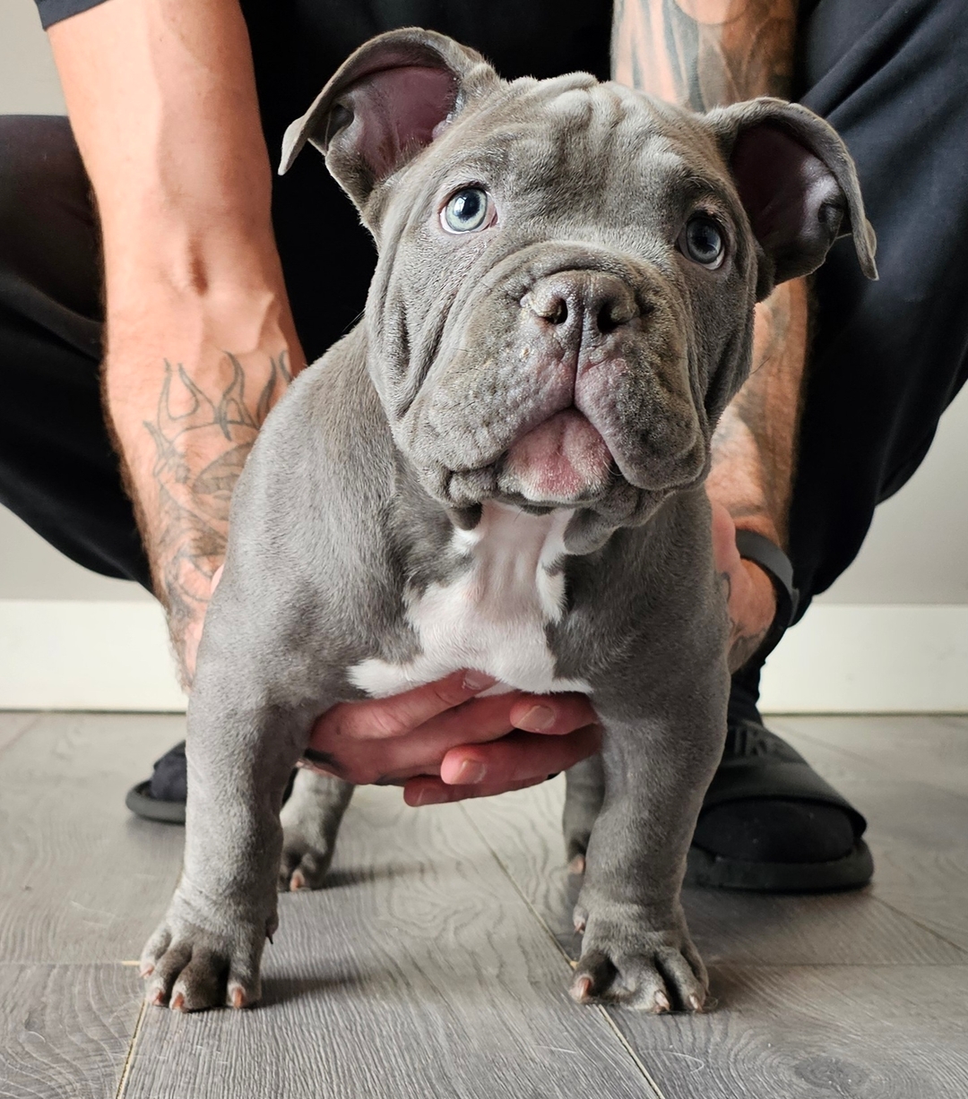 Ukc Registered Pocket Bullies, Only 3 Left!!!! - 9 - 1736468535470_1000011400