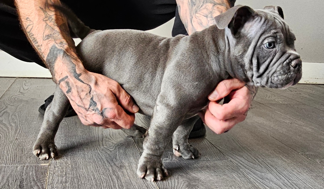 Ukc Registered Pocket Bullies, Only 3 Left!!!! - 6 - 1736468535470_1000011401