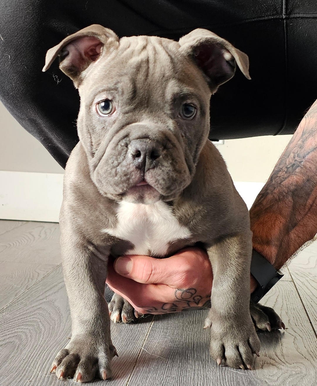 Ukc Registered Pocket Bullies, Only 3 Left!!!! - 5 - 1736468535470_1000011450