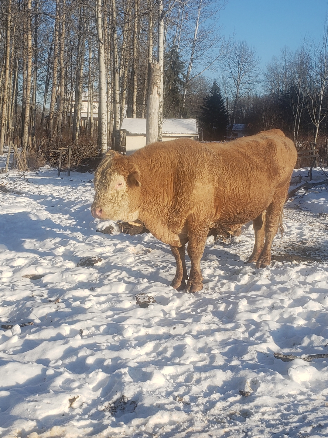 Hereford/Charolais Cross Bulls for Sale - 3 - 1736539732389_20250106_143851