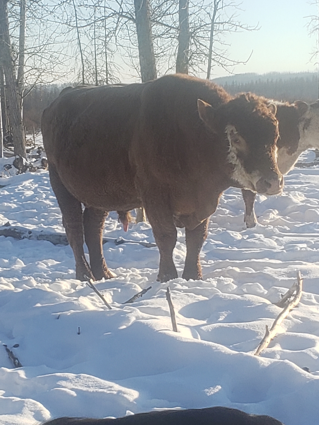 Hereford/Charolais Cross Bulls for Sale - 2 - 1736539732389_20250106_143925