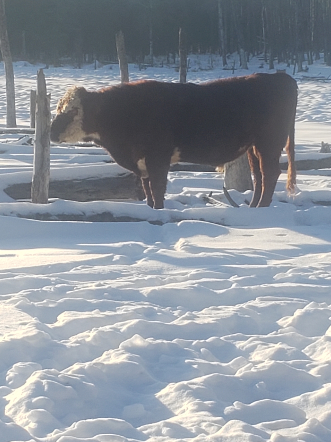 Hereford/Charolais Cross Bulls for Sale - 1 - 1736539732389_20250106_144043