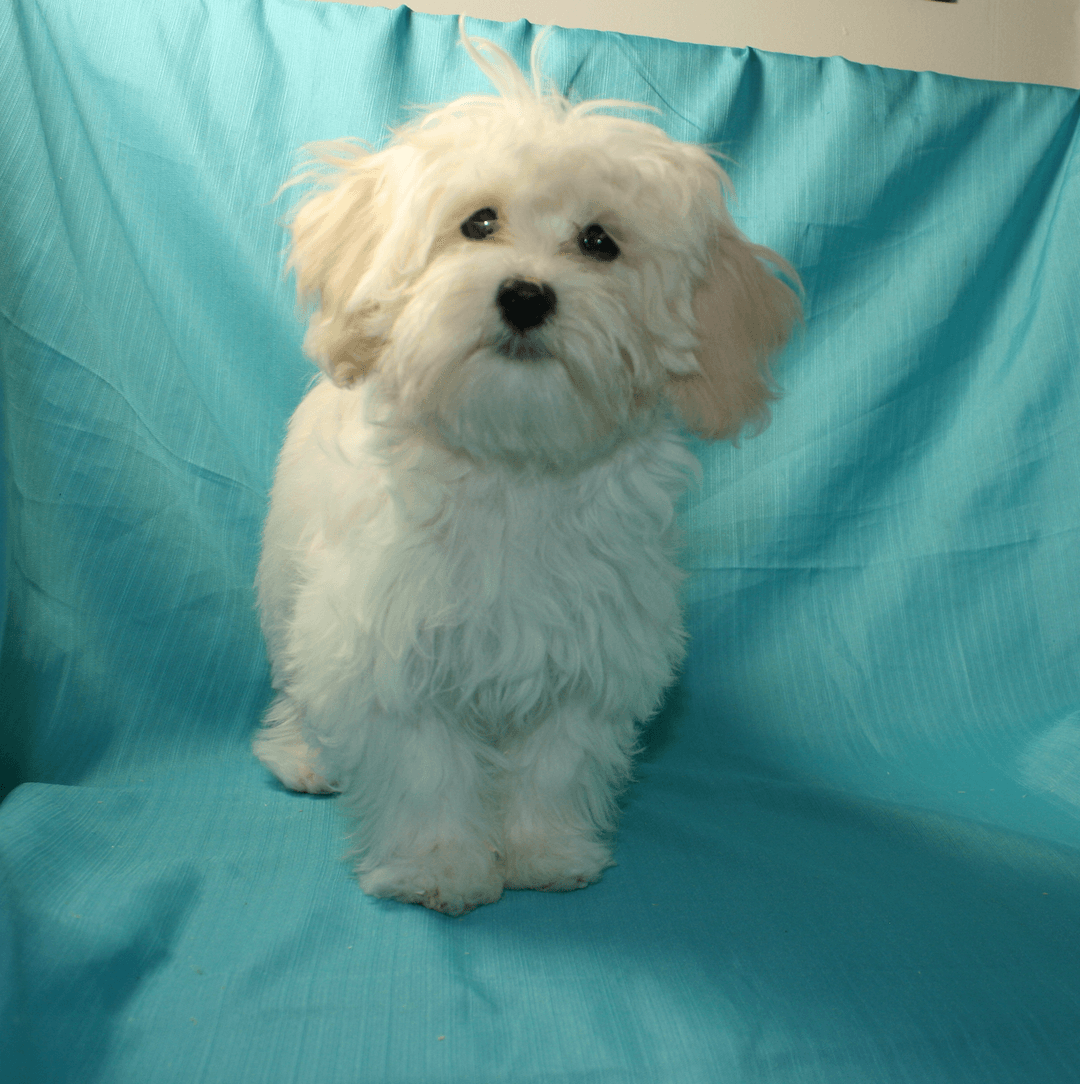 Maltipoo Male puppies $795 - 2 - 1736986736210_MP M 7463 2025-01-14