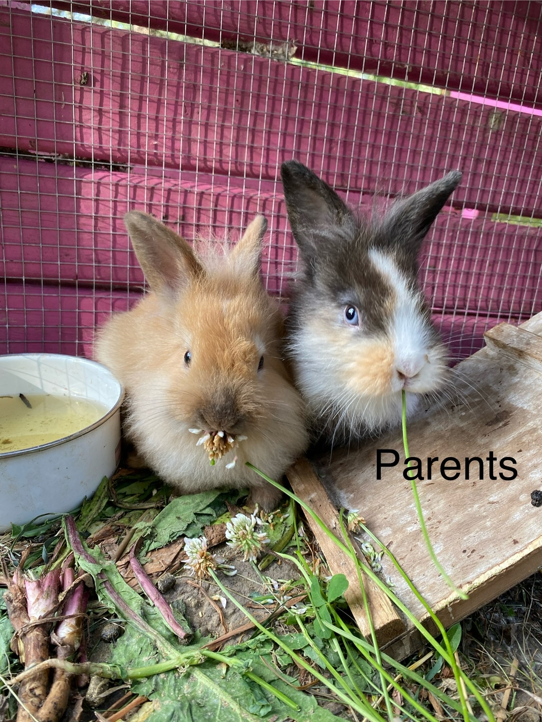 Baby Bunnies for Sale $10 - 3 - 1736992610671_IMG_3628