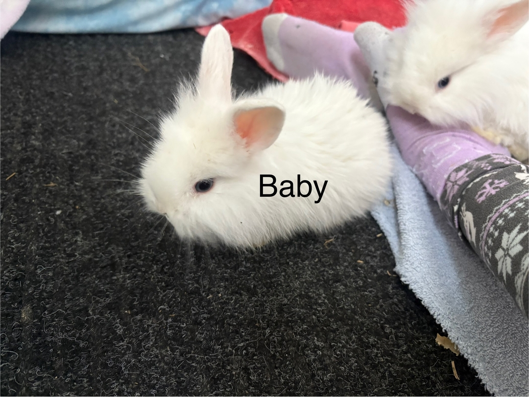 Baby Bunnies for Sale $10 - 5 - 1736992633488_IMG_3982