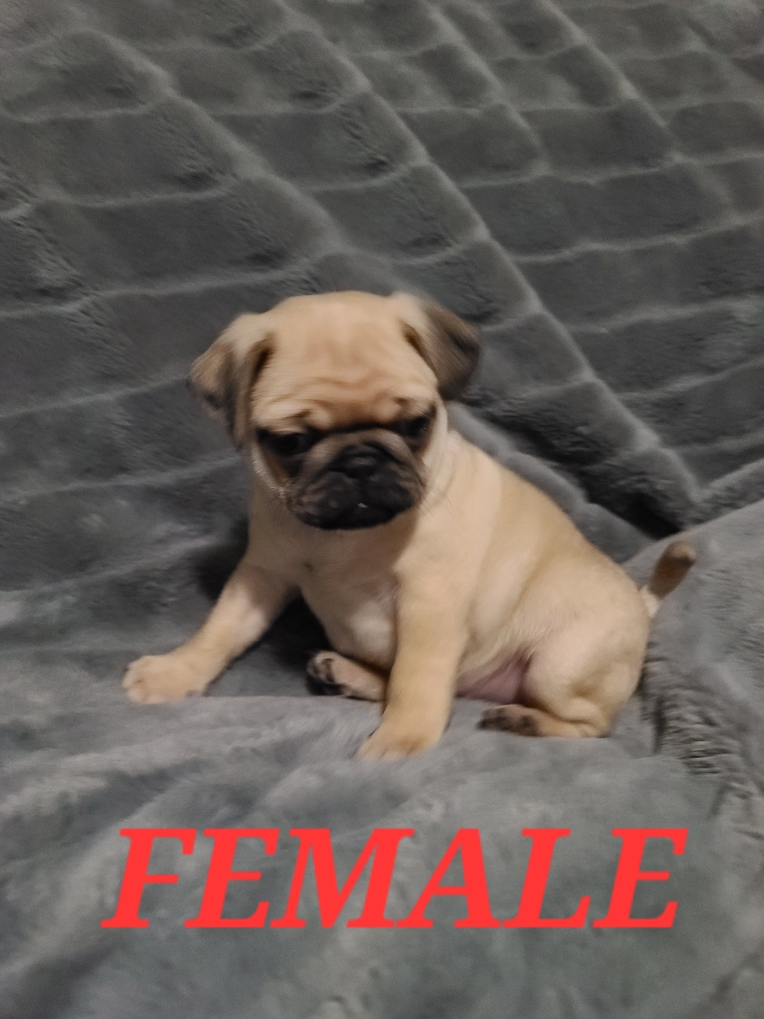 Just 1 little male left  - 10 - 1736995514942_20250109_202809