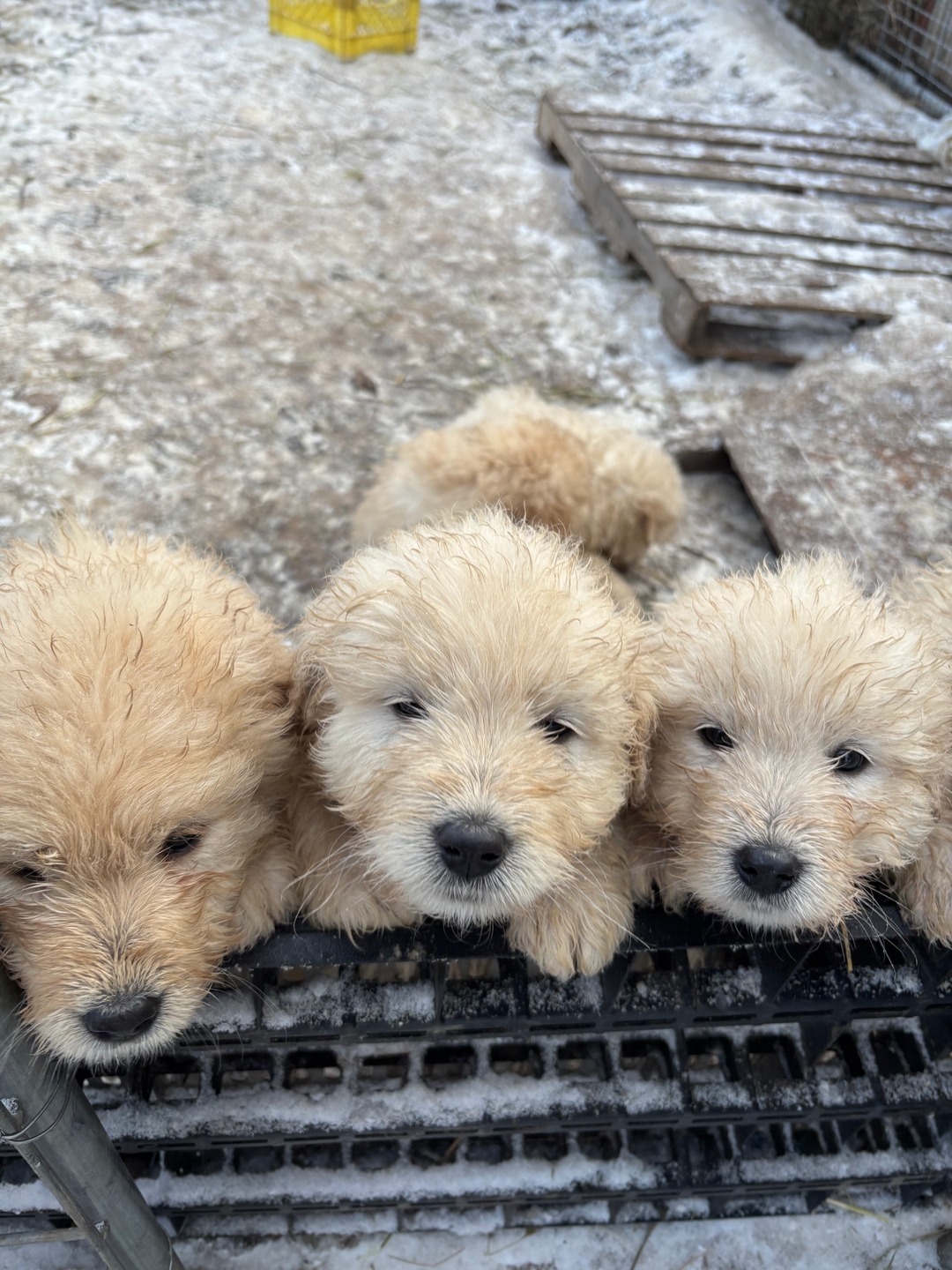 Livestock Guardian Dogs - Komondor/Maramma cross - 2 - 1737222101770_IMG_7826