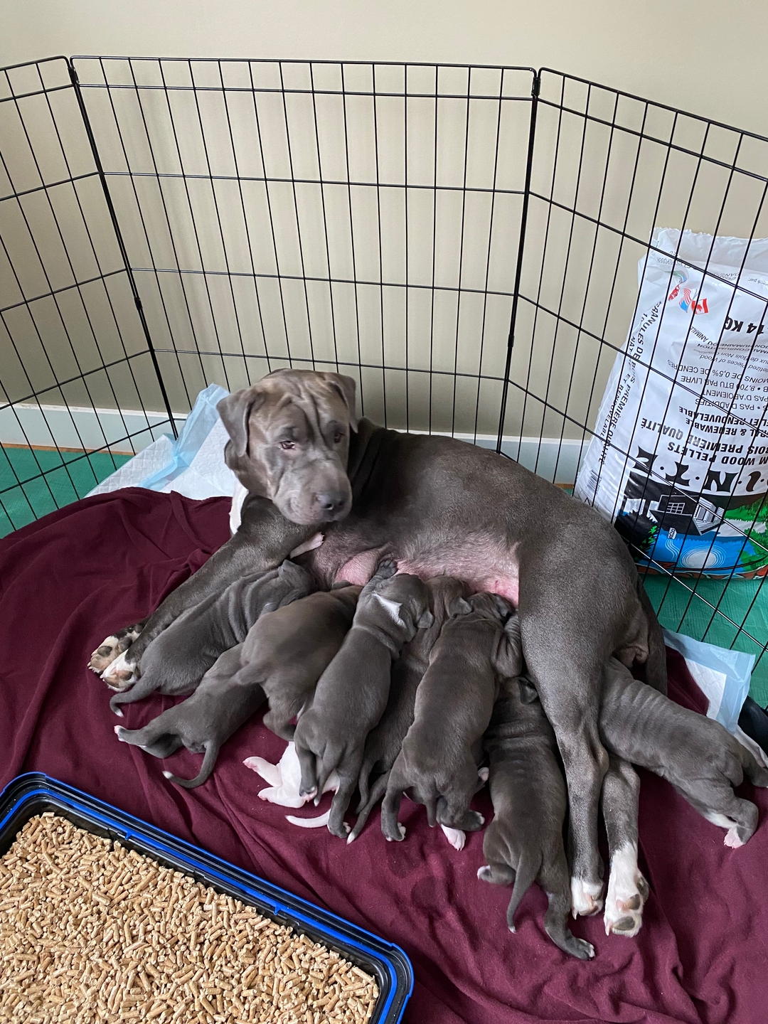 American Staffordshire x puppies - 6 - 1737233352379_IMG_2965