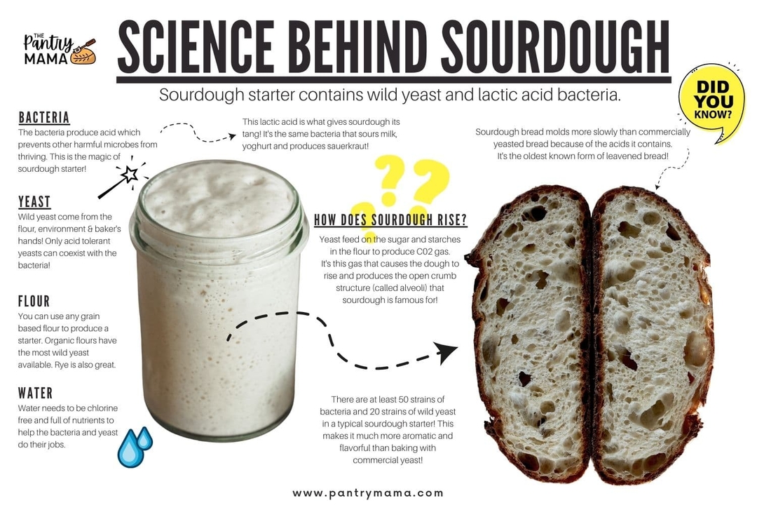 Sourdough starter (dehydrated) - 2 - 1737234412631_1000003894