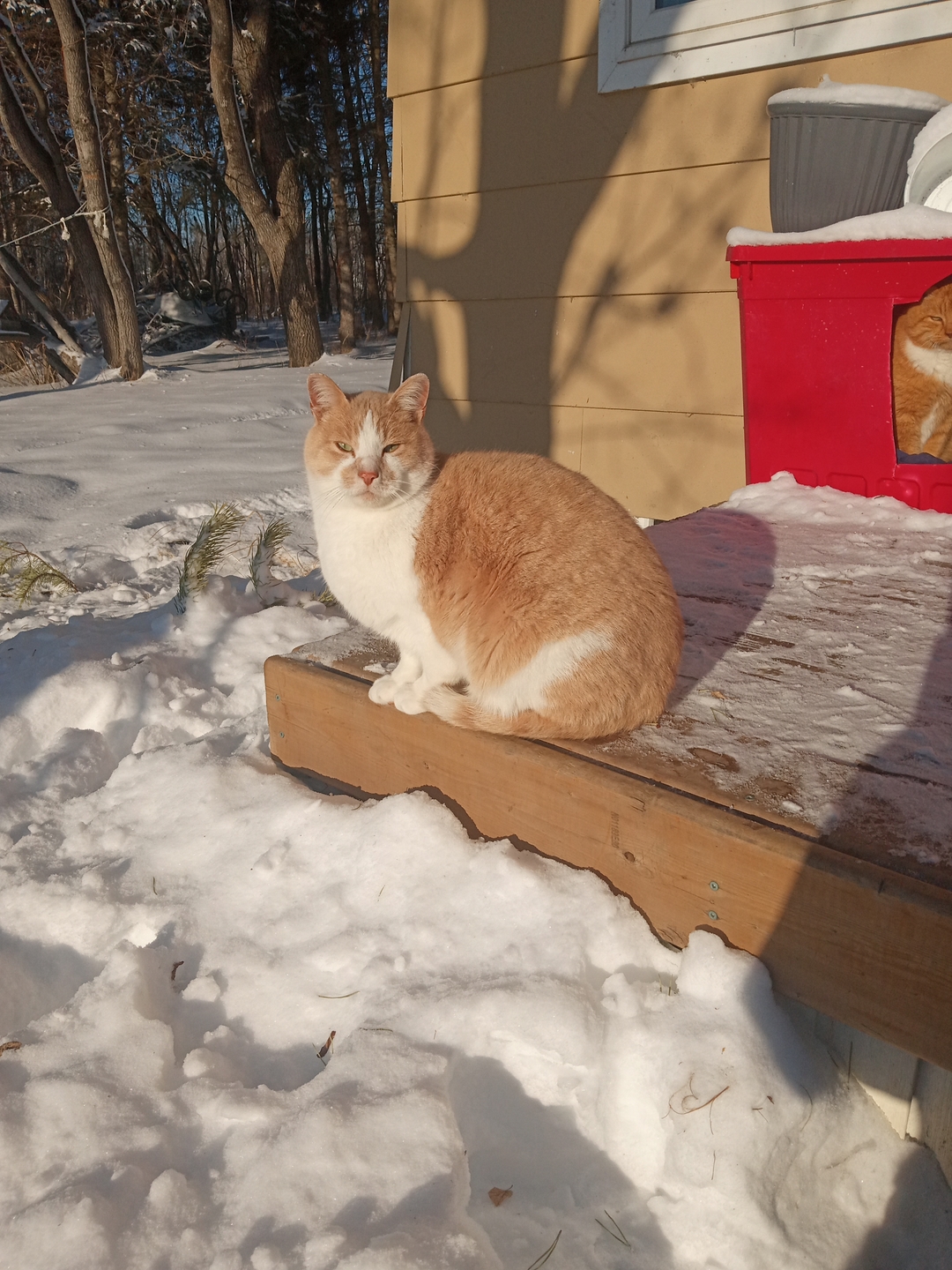 Two male neutered cats - 1 - 1737322223933_IMG_20250118_121941993