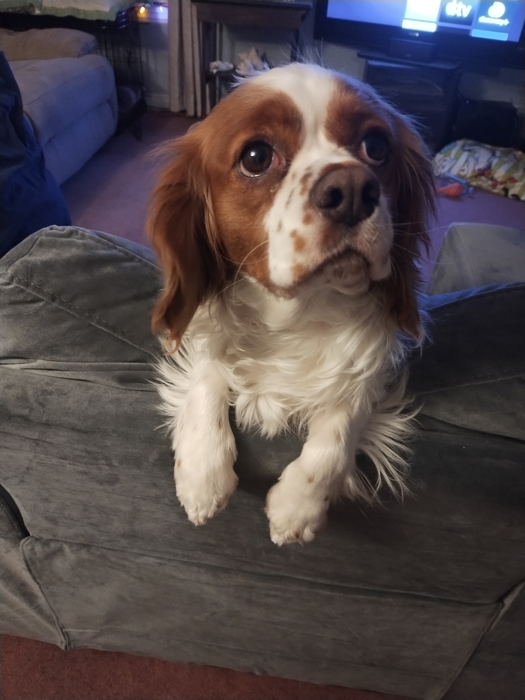 Looking for a Cavalier King Charles spaniel stud dog - 2 - 1737445193676_IMG_20241217_180812562