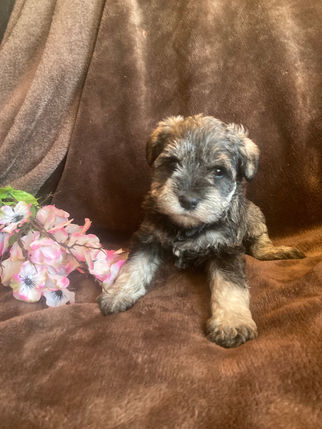 Precious female miniature Schnauzers  - 3 - 1737479898684_IMG_1565