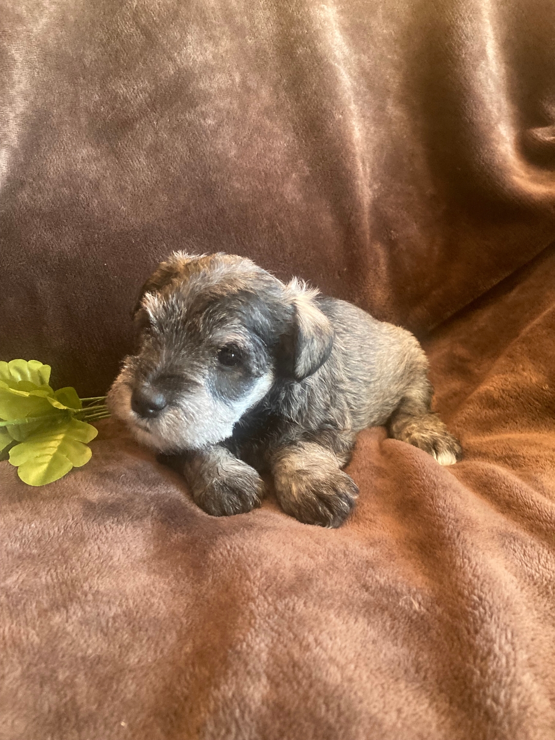 Precious female miniature Schnauzers  - 4 - 1737479983968_IMG_1547