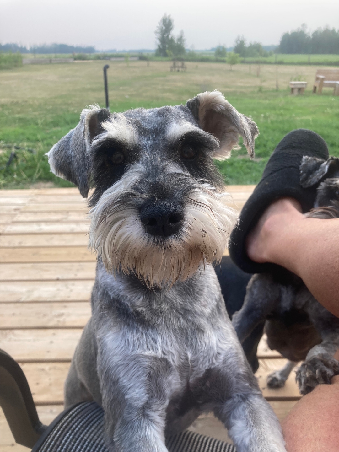 Precious female miniature Schnauzers  - 7 - 1737480349290_IMG_7189