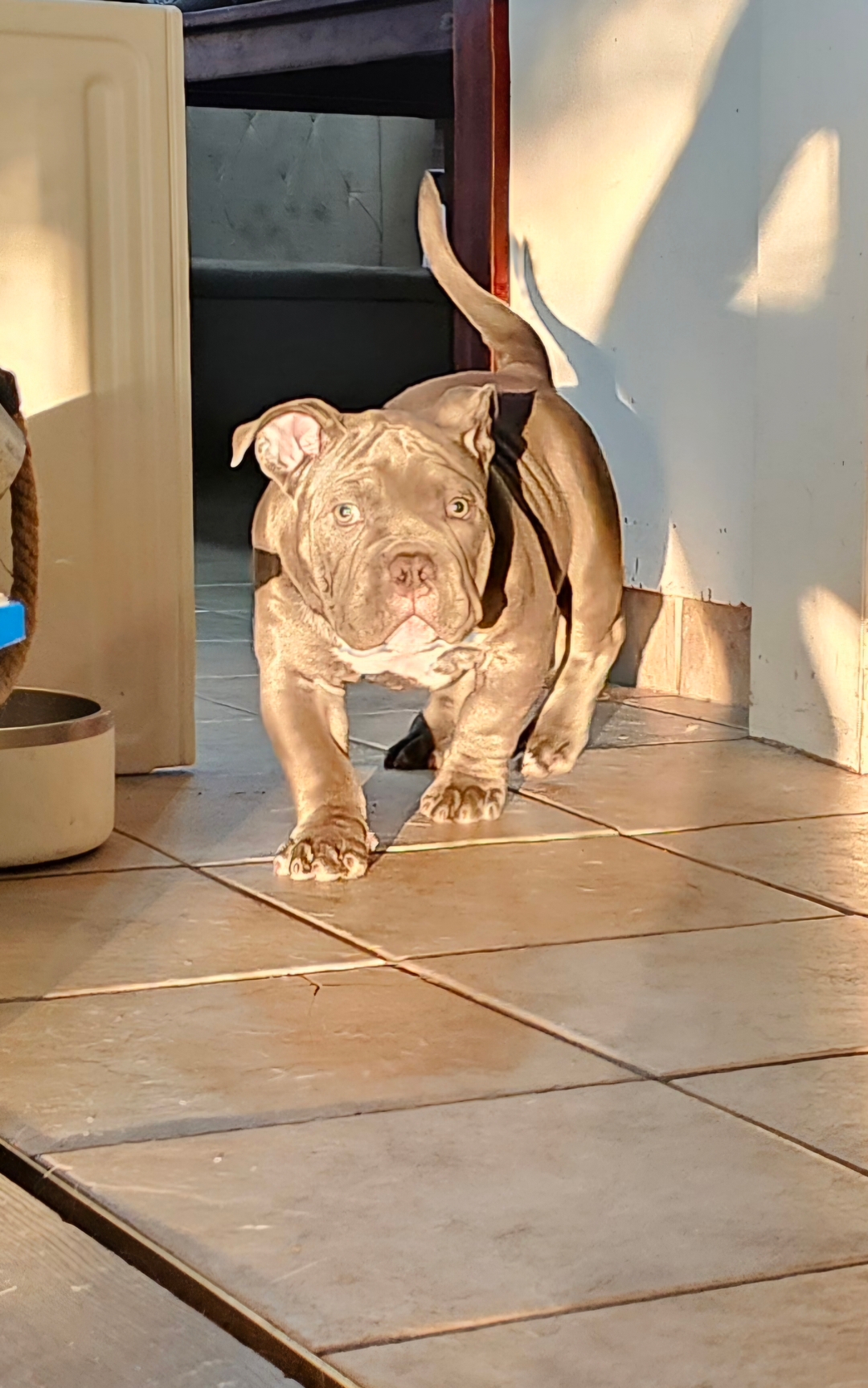 Ukc Registered Pocket Bullies, Only 3 Left!!!! - 10 - 1737509279065_20250120_085048