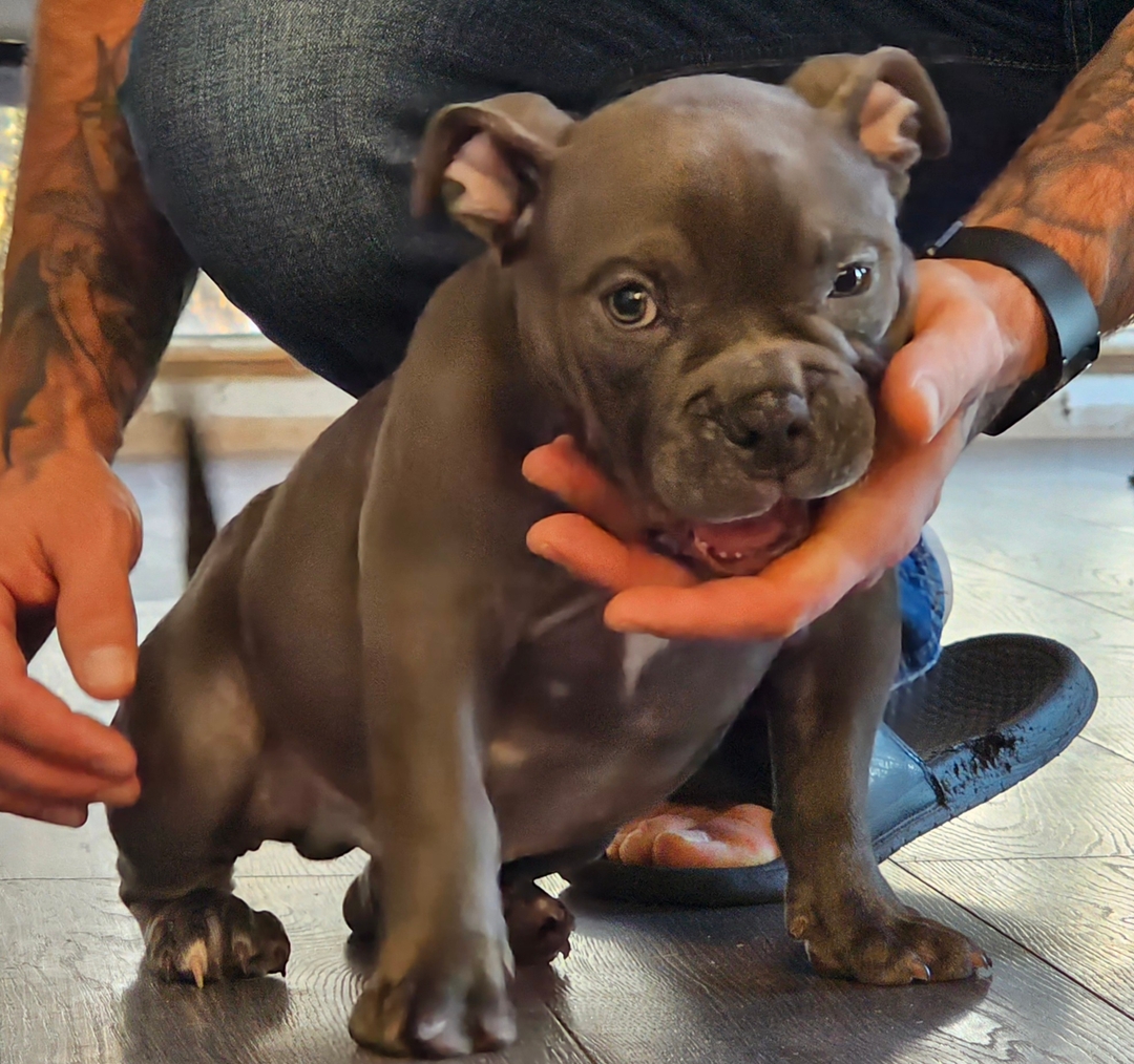 Ukc Registered Pocket Bullies, Only 3 Left!!!! - 1 - 1737509279065_20250120_090857