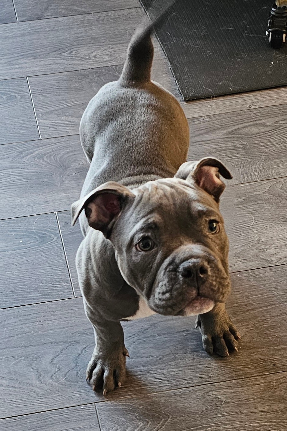 Ukc Registered Pocket Bullies, Only 3 Left!!!! - 11 - 1737509279065_20250120_091820