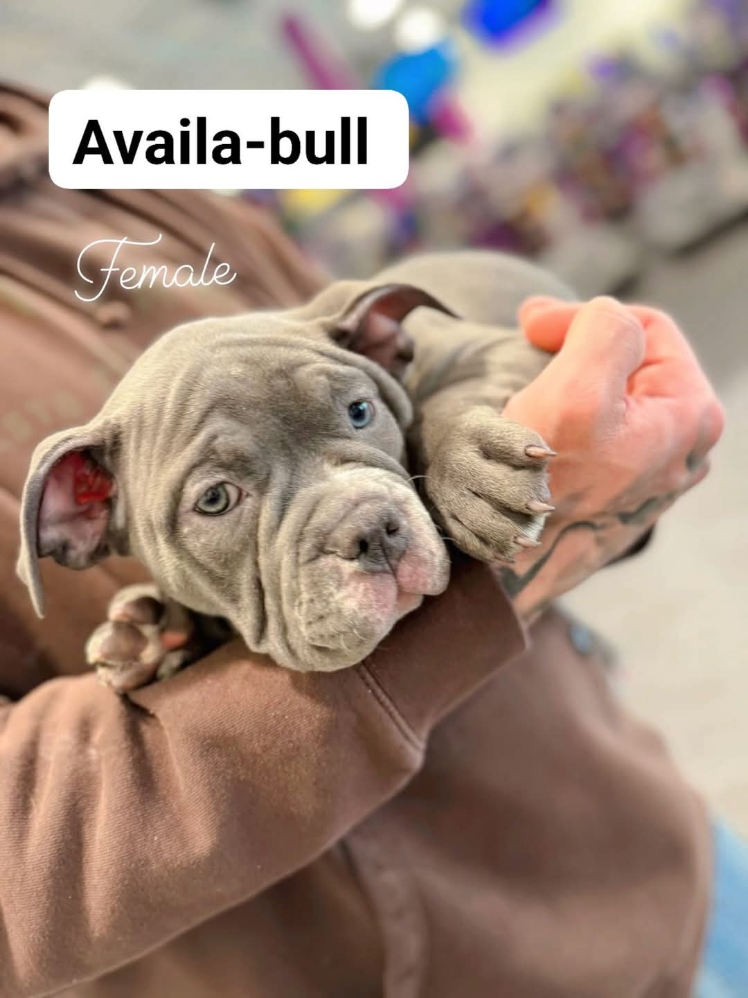 Ukc Registered Pocket Bullies, Only 3 Left!!!! - 2 - 1737509279065_FB_IMG_1737507034322