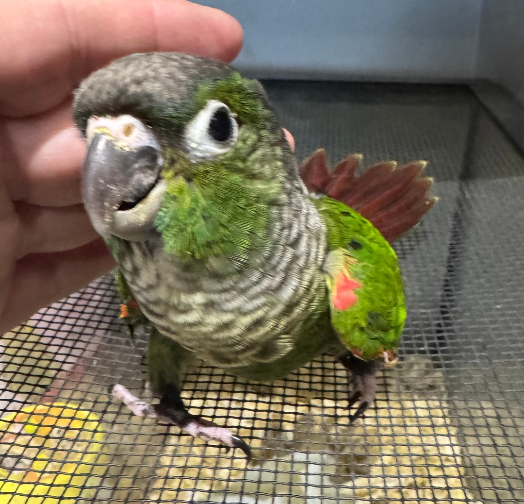 $400 Baby conure with cage - 1 - 1737515430920_IMG_5302