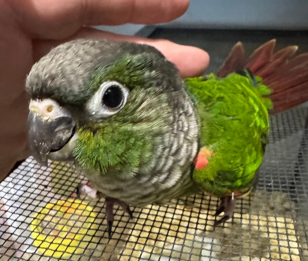 $400 Baby conure with cage - 2 - 1737515430920_IMG_5303