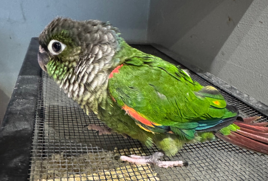 $400 Baby conure with cage - 3 - 1737515430920_IMG_5304