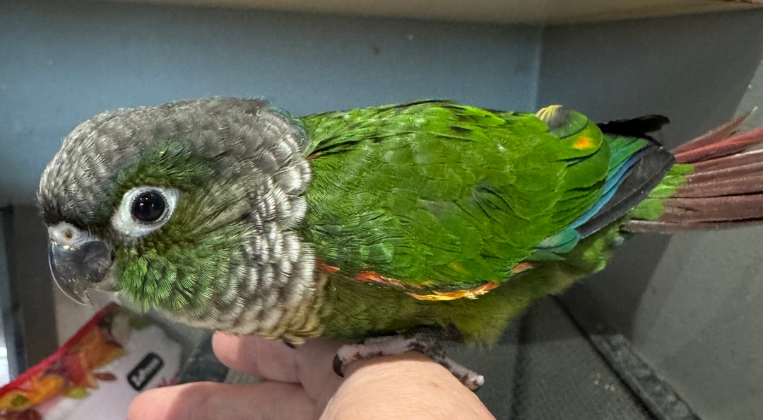 $400 Baby conure with cage - 4 - 1737515430920_IMG_5305