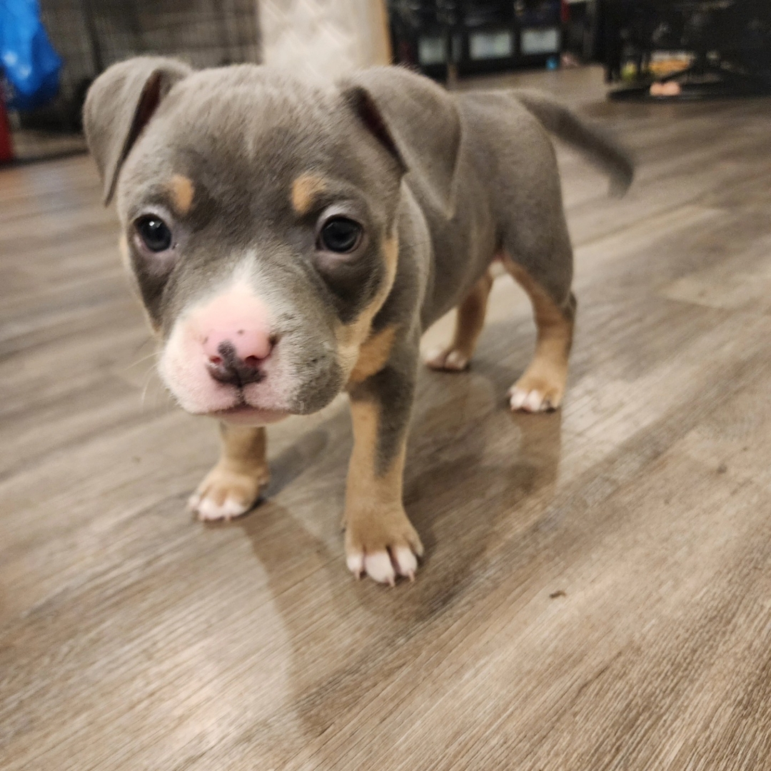 American Bully Puppy - AJ - 1 - 1737562692831_AJ 1