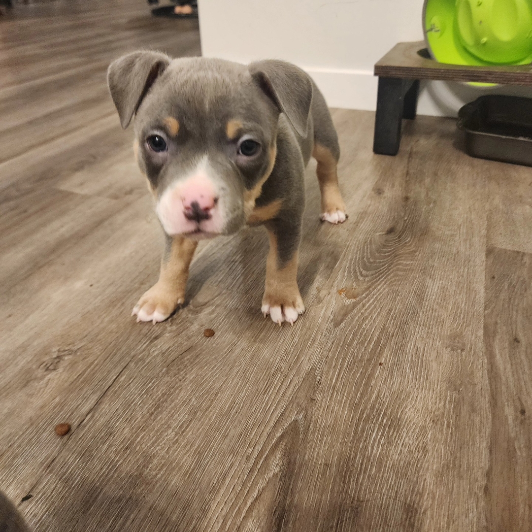 American Bully Puppy - AJ - 2 - 1737562692832_AJ 2