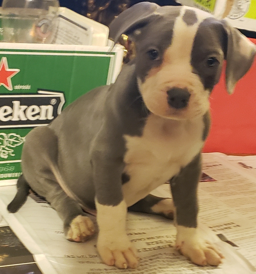 **AMERICAN BULLY PUPS ** - 13 - 1737577538796_20250120_175811