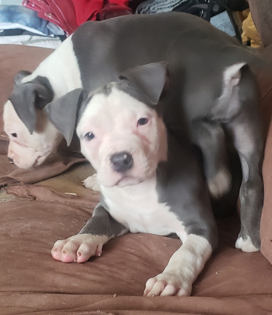 **AMERICAN BULLY PUPS ** - 12 - 1737577538796_20250122_131240