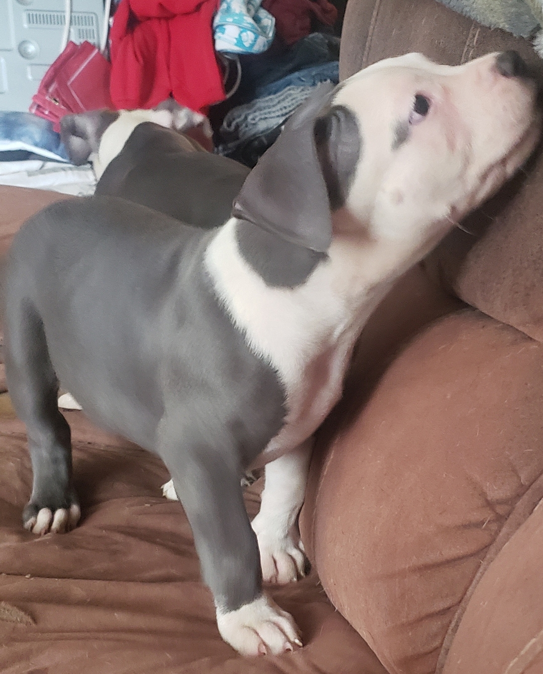 **AMERICAN BULLY PUPS ** - 14 - 1737577656202_20250122_132111