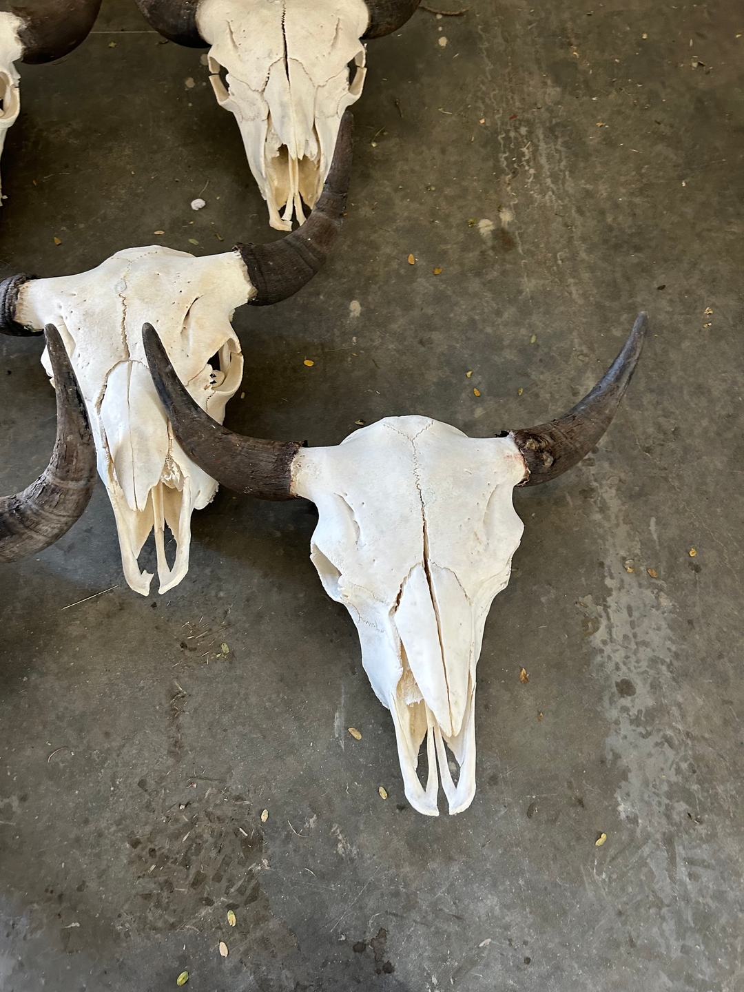 Bison skulls  - 4 - 1737591058777_IMG_4847