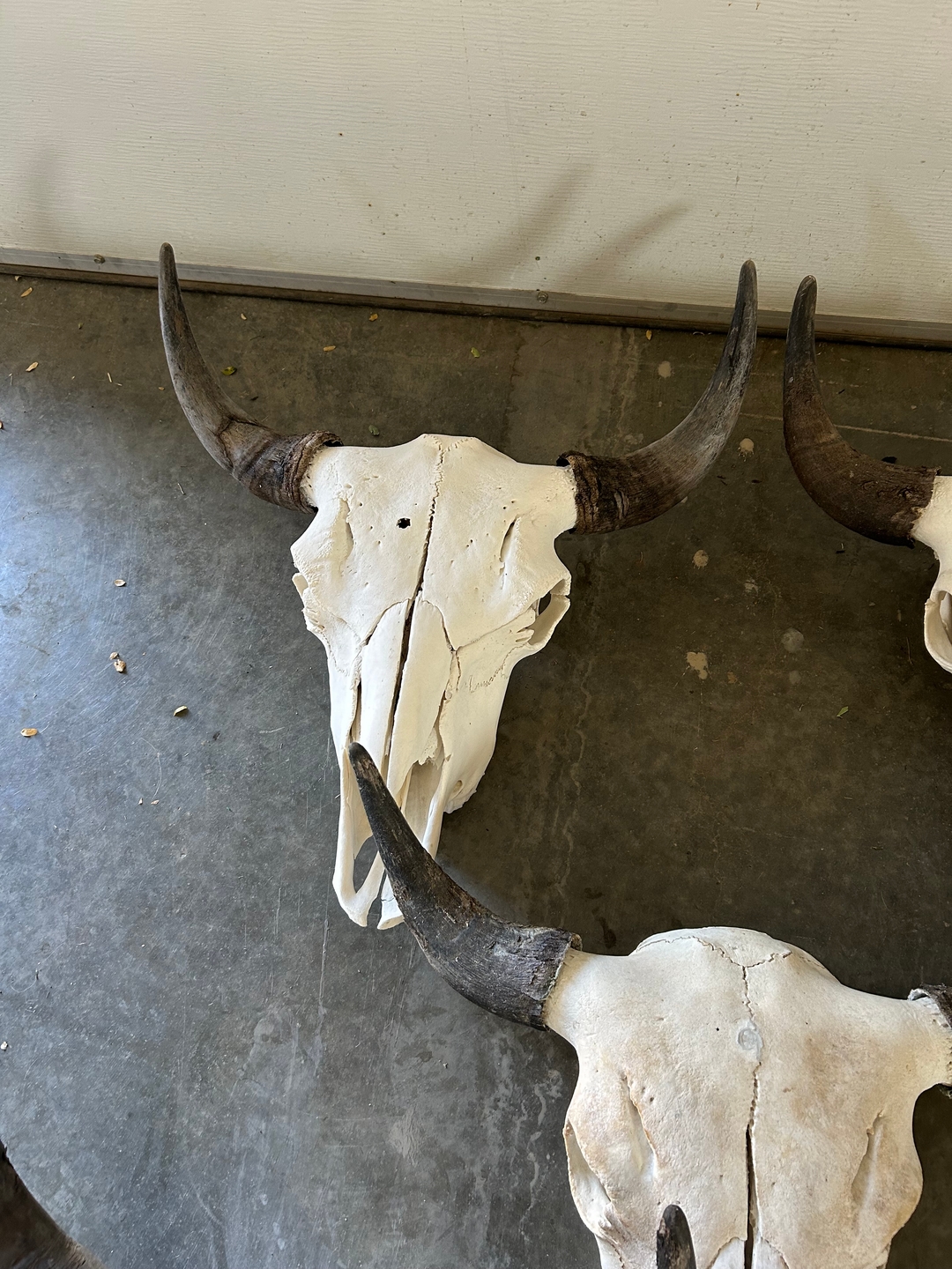 Bison skulls  - 6 - 1737591058778_IMG_4845