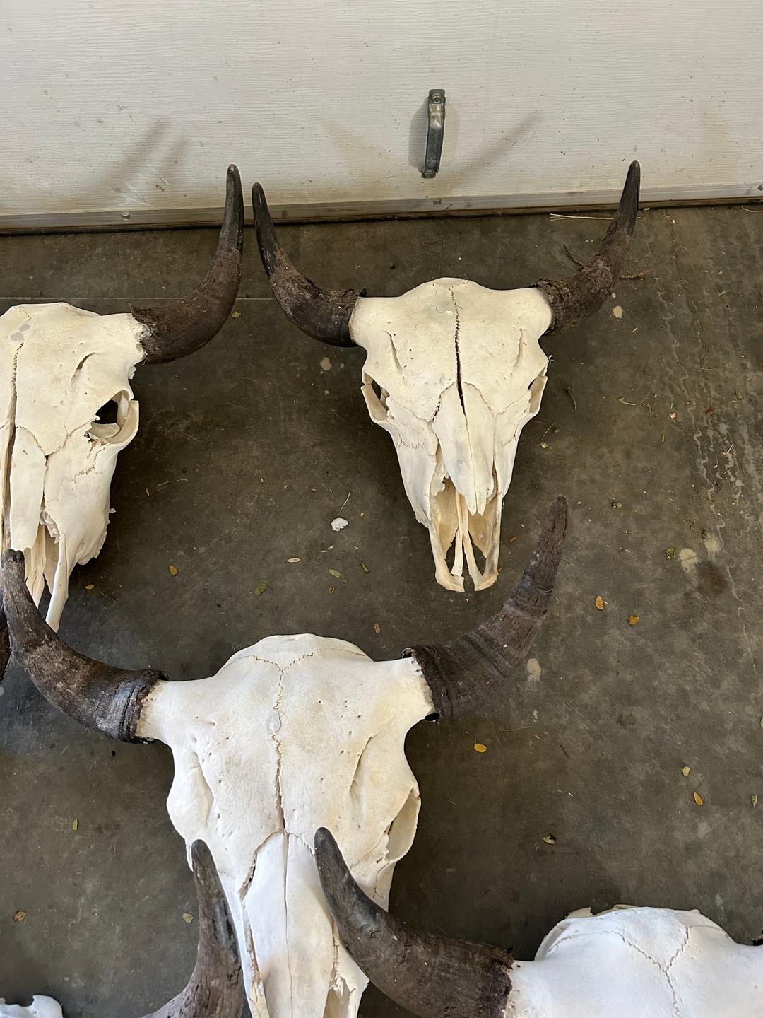 Bison skulls  - 5 - 1737591058778_IMG_4846