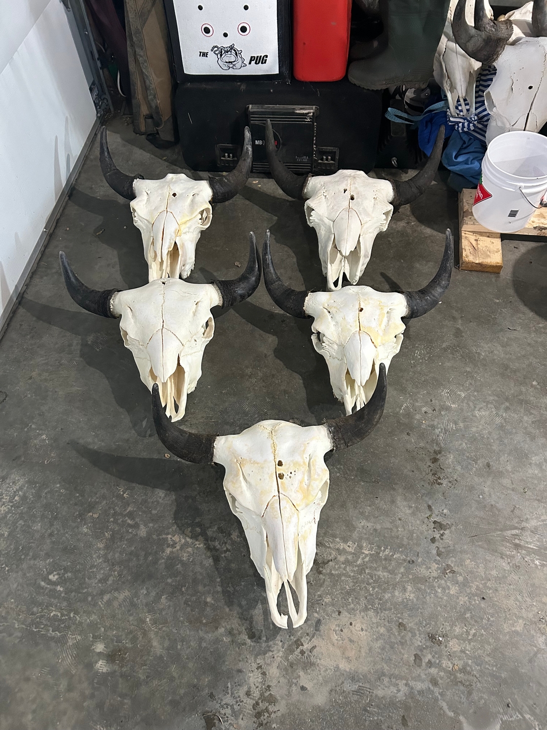 Bison skulls  - 7 - 1737591058778_IMG_5067