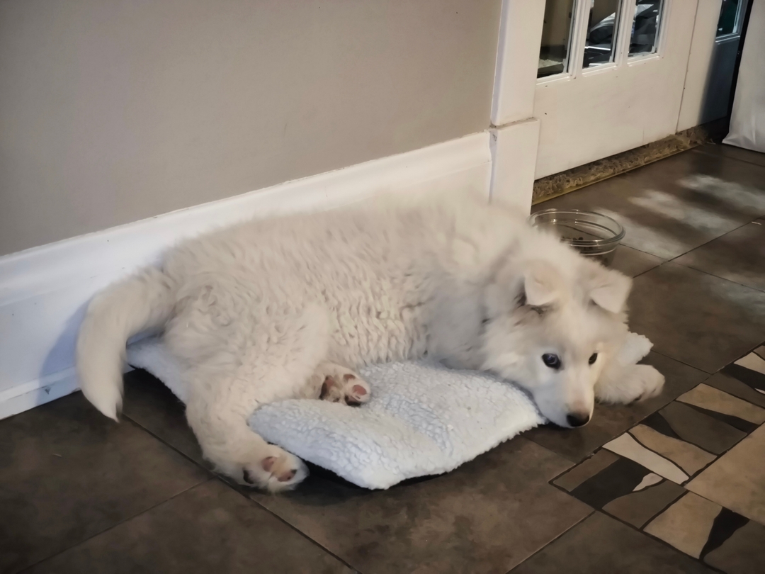 Pure breed Samoyed  - 2 - 1737605848179_1000018068