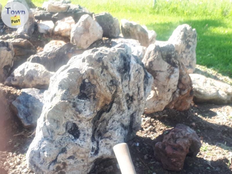 Petrified Wood of all sizes - 2 - 304281-1570650689_0