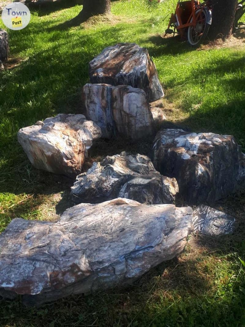 Petrified Wood of all sizes - 3 - 304281-1570650689_1