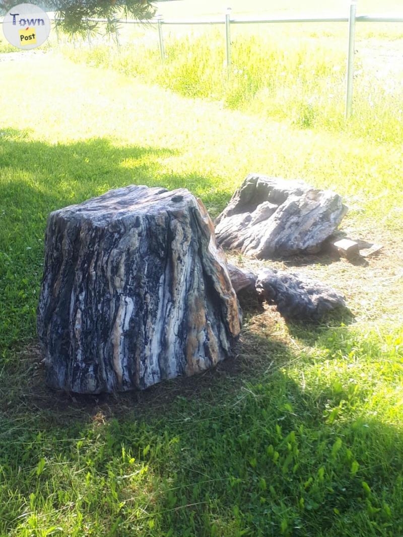 Petrified Wood of all sizes - 4 - 304281-1570650689_2