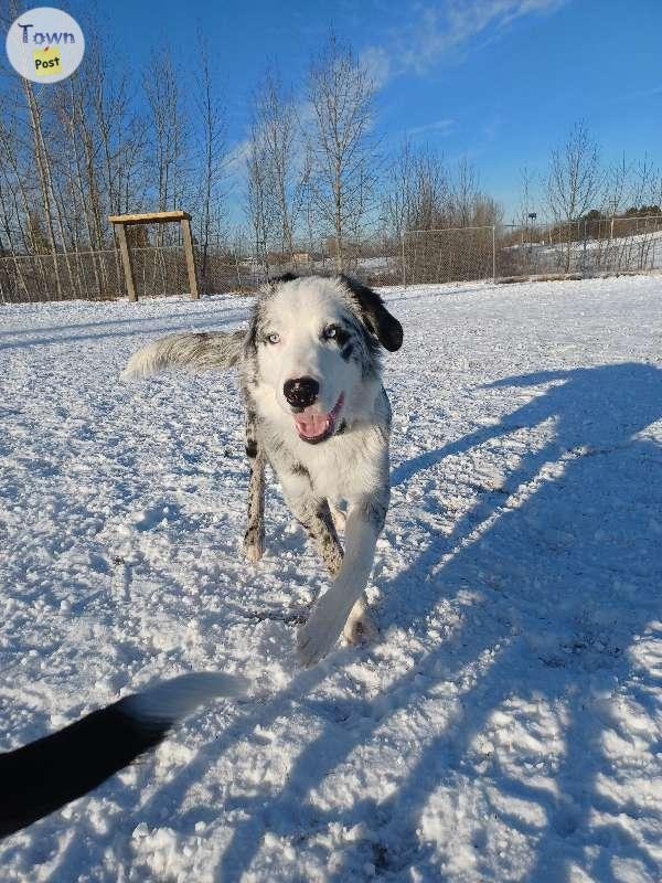 Proven Stud Australian Shepherd/ Border Collie - 9 - 670422-1645045837_3