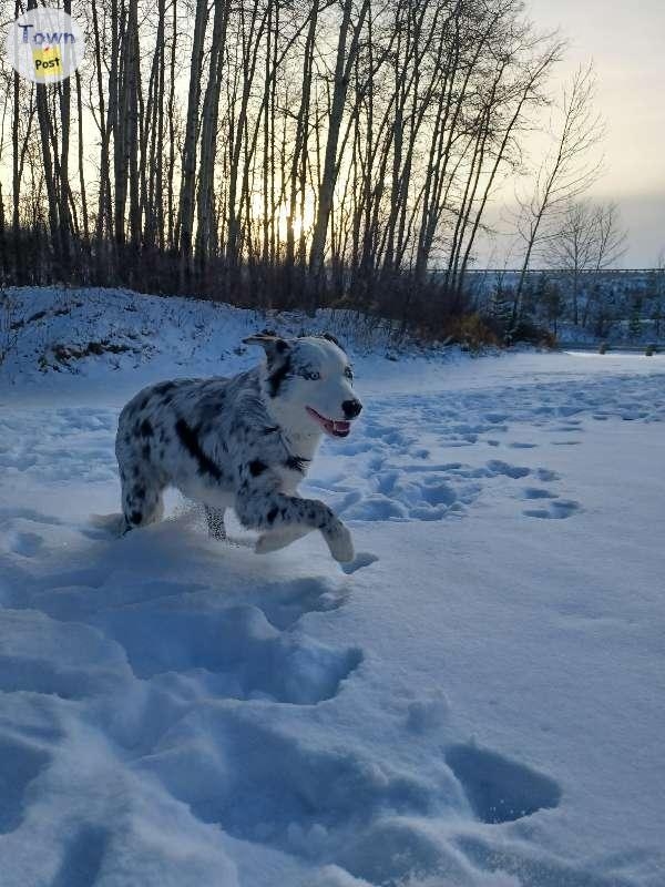 Proven Stud Australian Shepherd/ Border Collie - 10 - 670422-1645045837_4